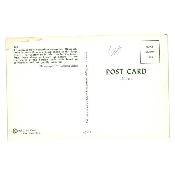 Karakul Sheep Snow Pasture New Hampshire Wool Meat Herd Vintage Postcard Persian - Picture 2 of 2